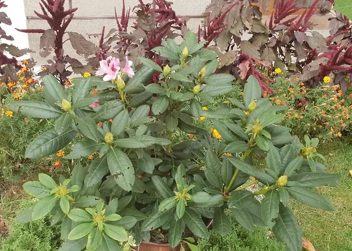 Kyurkchievi Penzion 3*